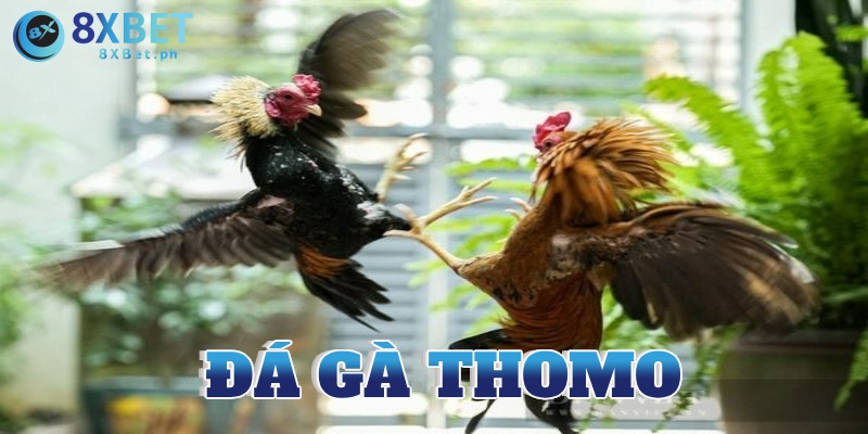 Tại sao đá gà Thomo được nhiều người lựa chọn