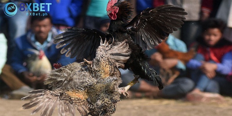 Kinh nghiệm tham gia cược ăn ngay