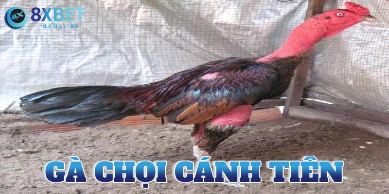 gà chọi cánh tiên