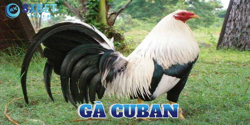 gà cuban