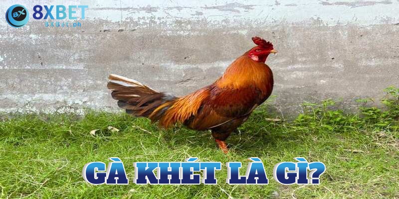 gà khét