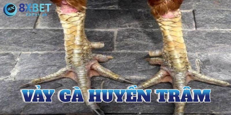 Vảy gà huyền trâm