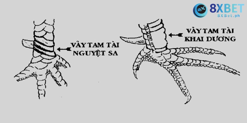 Tổng hợp những loại vảy gà tam tài tứ quý