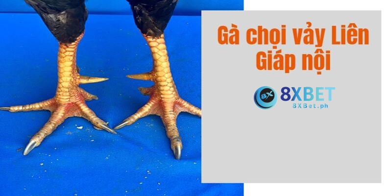 Vảy liên giáp nội khá to, xếp thẳng hàng